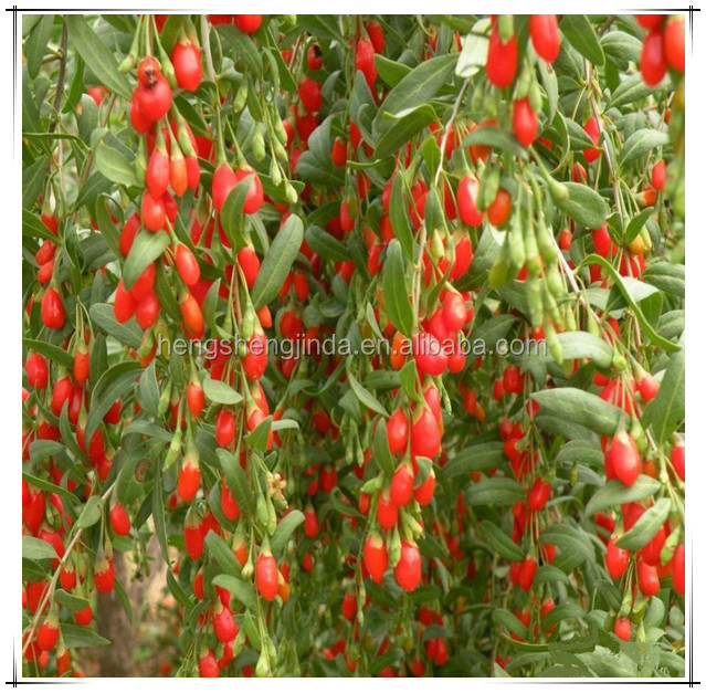 organic high quality goji berry