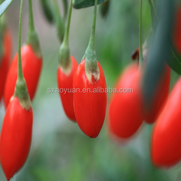 Lycium barbarum polysaccharide 40%, Goji Berry (Lycium Barbarum).