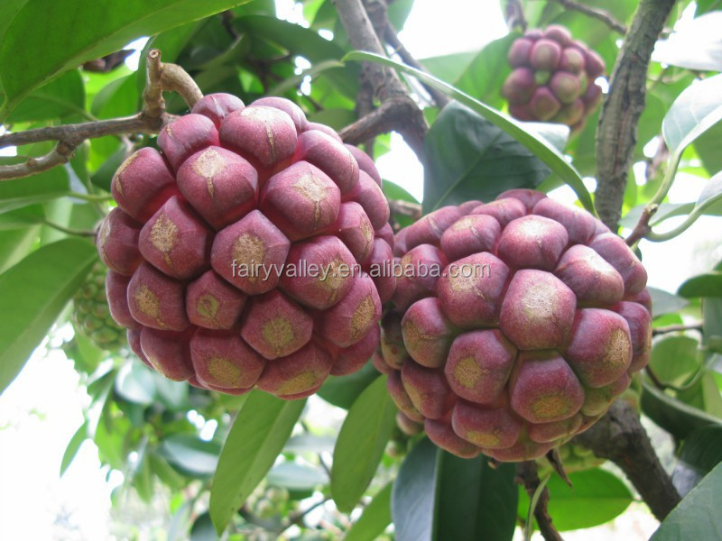 High Quality Wild Fruit Seeds Kadsura Coccinea Seeds For Growing, View Kadsura coccinea seeds