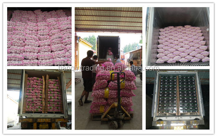 chinese normal white garlic price China Garlic/AJO/ALI/ALHO