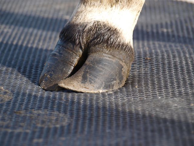 Cow-Mats-for-Dairy-Farms.jpg