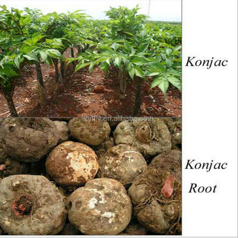Konjac Gum -ice cream,pudding powder mix
