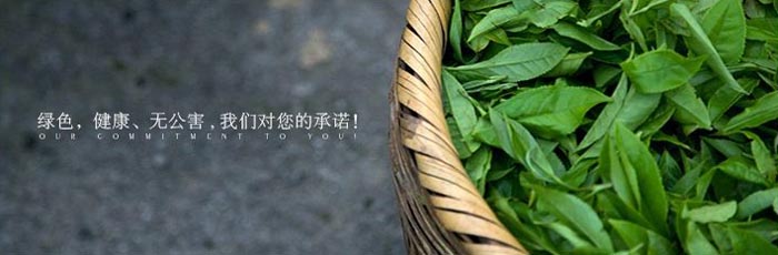 2014 new arrival Chinese Organic gunpowder green tea