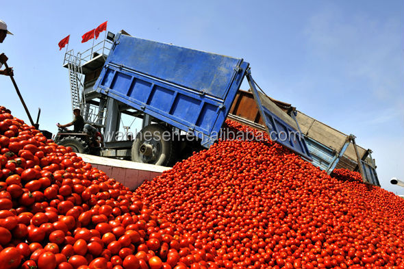 kosher food companies 800g canned tomato sauce supplier in china with good quality