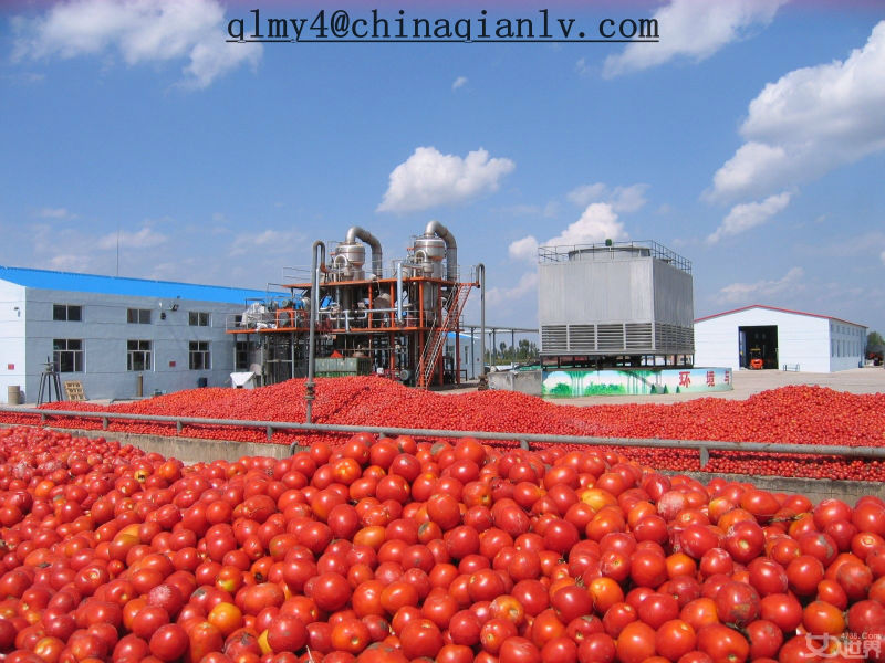 bulk tomato paste in drum