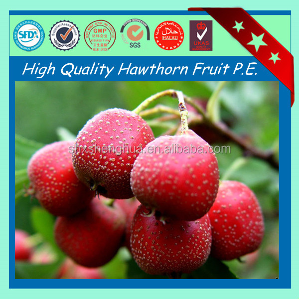 2014 free sample new arrival GMP factory supply Hawthorn Fruit P.E powder
