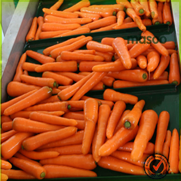 2014 Seasonable vegetables plush carrot /carrots exporter in China