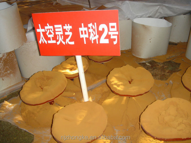 DSC02602