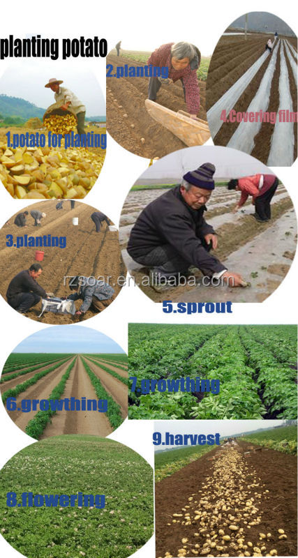 potato 10kg carton export to malaysia