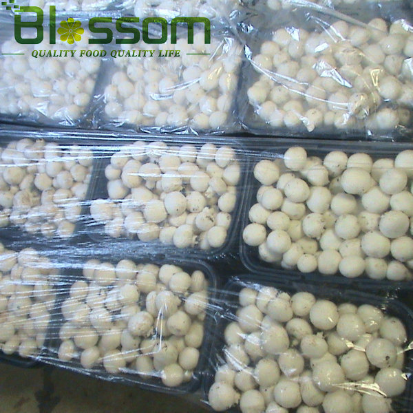 IQF frozen fresh sliced champignons sliced white mushroom