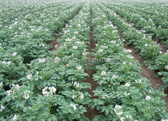 small size holland potato export to Srilanka