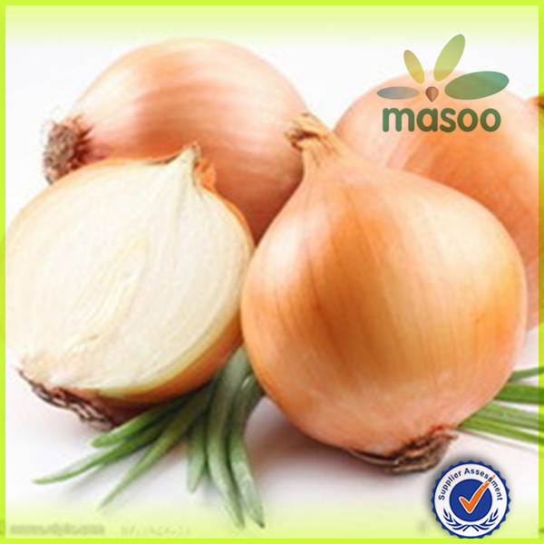 yellow onion in bulk for sale