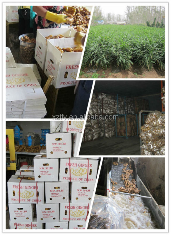 Fresh ginger with best quality from Anqiu