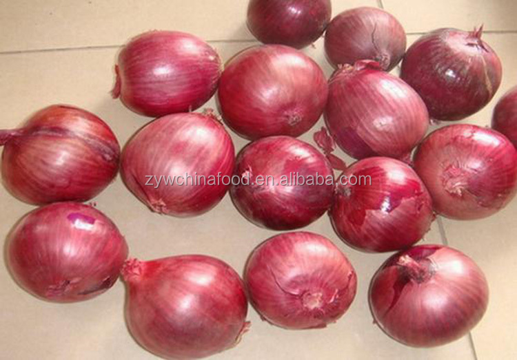 Fresh Onion Hot Sale Onion New Crop Onion Wholesale Onion Prices Onion High quality Onion Exporter
