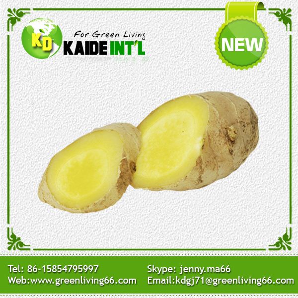 Export Quality Ginger Product
