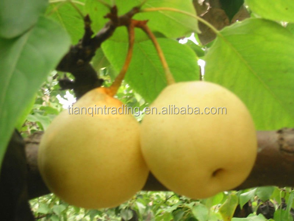 2014 new ya pear