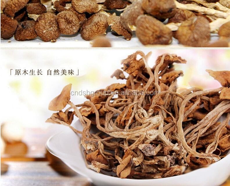 Tea Tree Mushroom P.E. Polysaccharide10%-50%