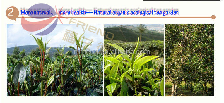 Refine chinese tea supply in yunnan chinese puer tea puer slim tea