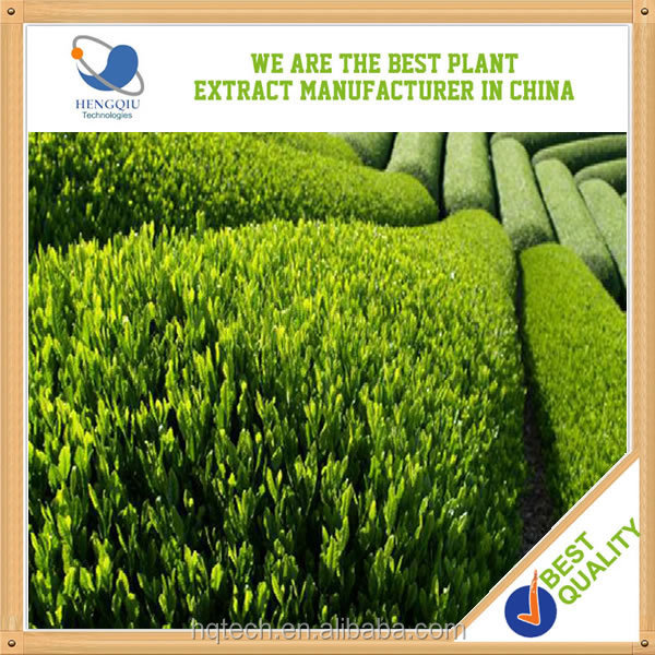 Herbal Medicine Green Tea Extract China Supplier