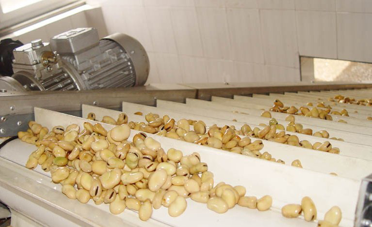 high quality canned Fava bean/ Broad Bean