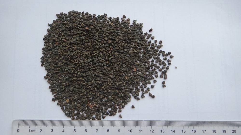 File:Malva neglecta seeds, Klein kaasjeskruid zaden (1).jpg - Wikimedia Commons