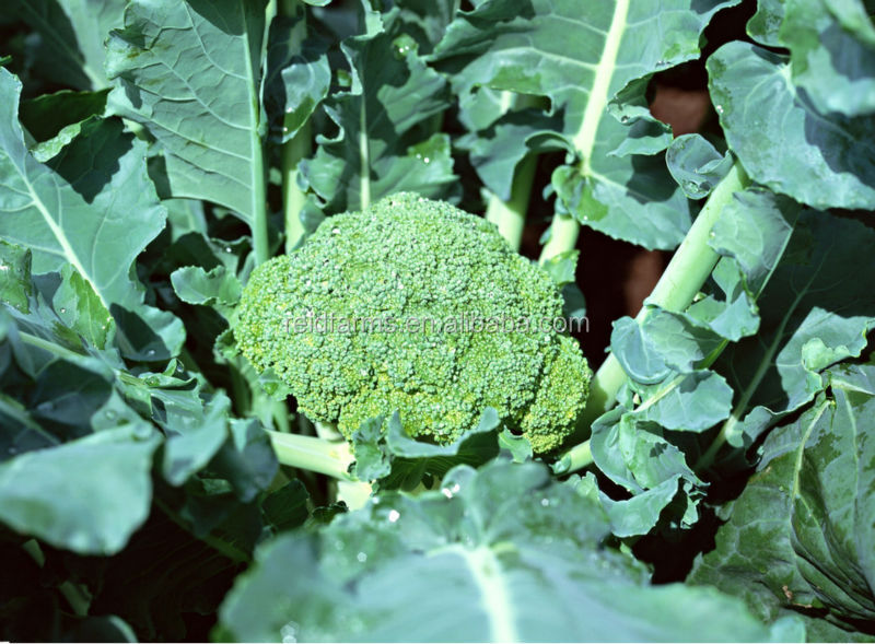 2014 new fresh reid farms broccoli for exporting A grade