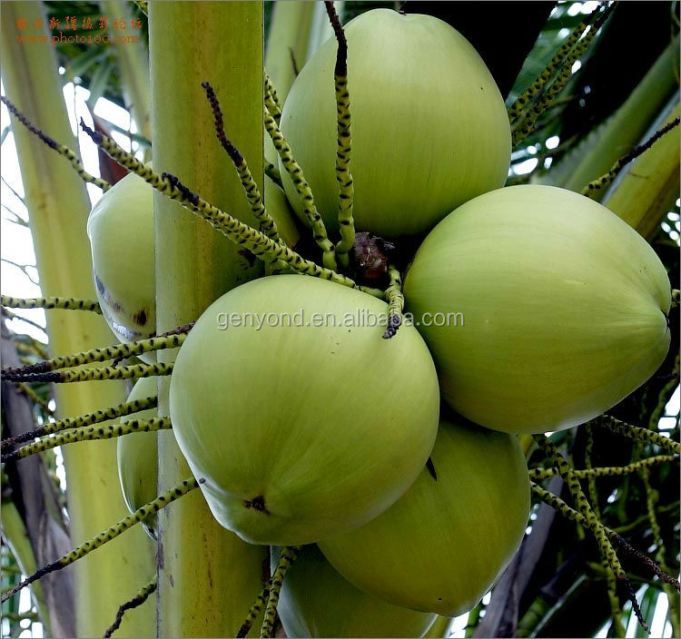 UHT fresh coconut water processing line / coconut juice processing line
