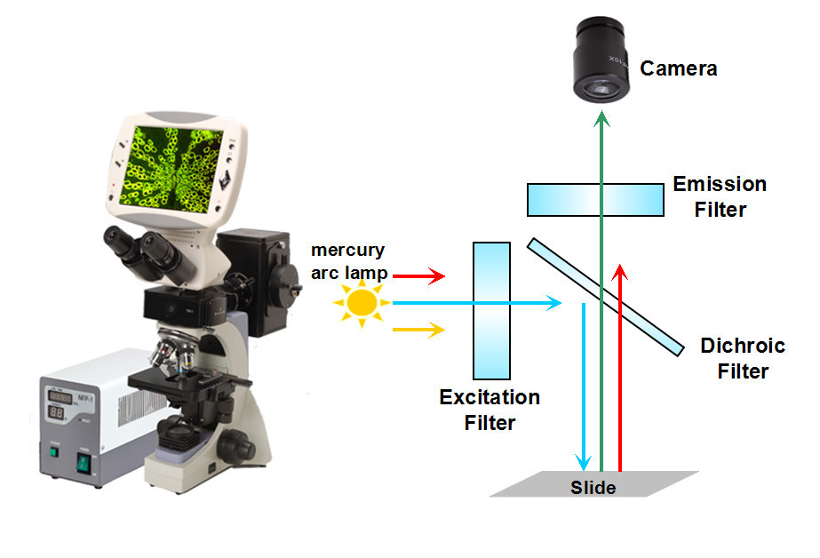 Fluorescent Microscope Filter Used in Fluorescent Probe Technique from Kunming Yulong Optical