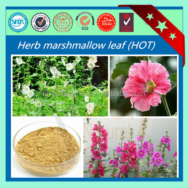 BV certificated marshmallow bulk high quality Marshmallow Leaf Herb Plant
