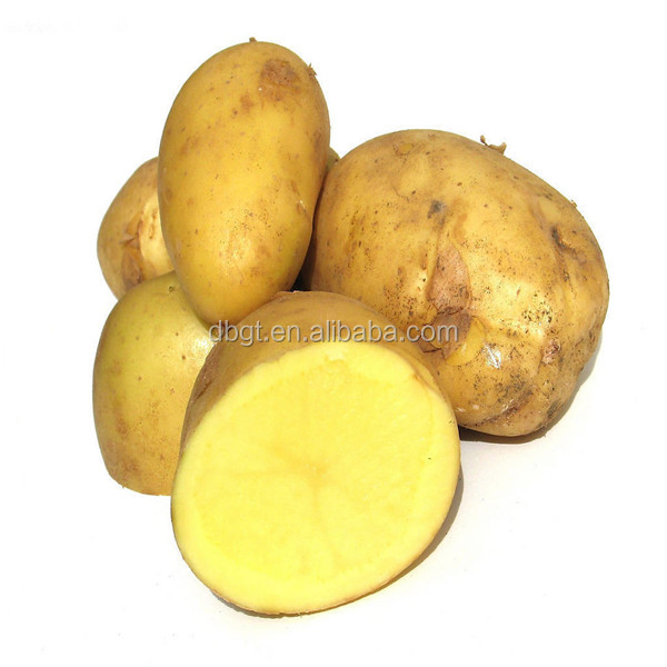 chinese fresh potato for export,holland potato on hot sale