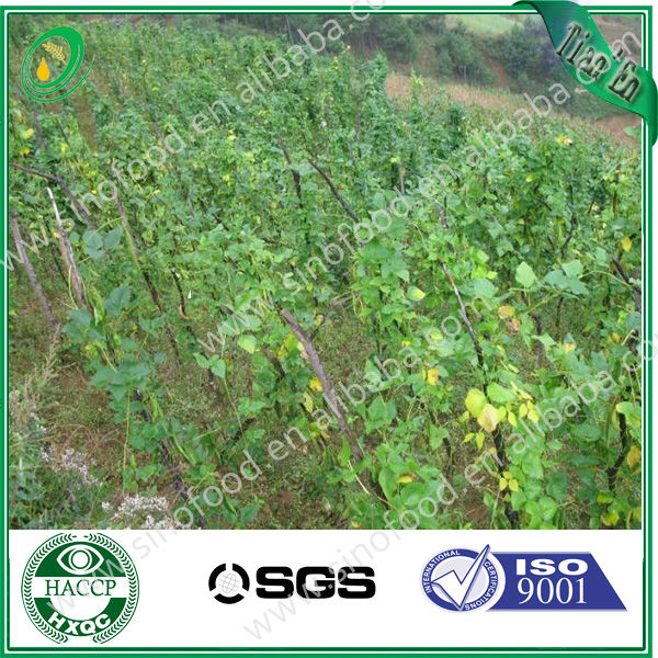 2014 NEW CROP green mung beans/bulk powder green coffee bean extract