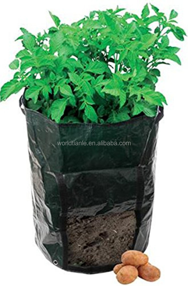 成長バッグの生地を育てる-不織布植栽バッグ用植物ねえや仕入れ・メーカー・工場