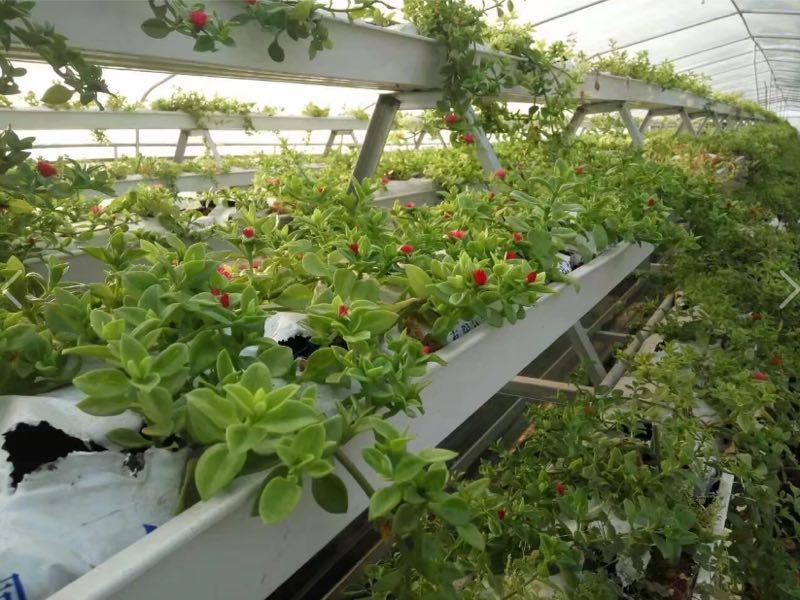 PVC Cultivation Gutter PIC