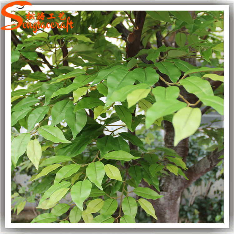 2019 year - How to Use Ficus Religiosa Trees in Nepal to Encourage Local Sustainability 2019 year