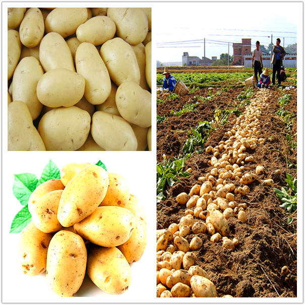 Eat at ease, to buy the rest assured. New fresh potato