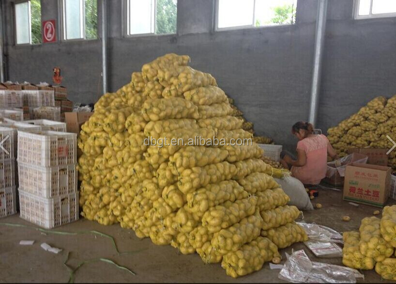 table potato for export/small potato at competitive price