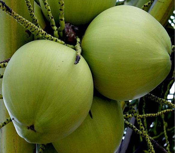 fresh coconut 11.jpg
