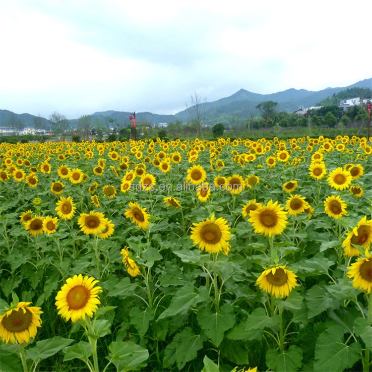 HIGH OLEIC SUNFLOWER OIL high oleic sunflower oil: