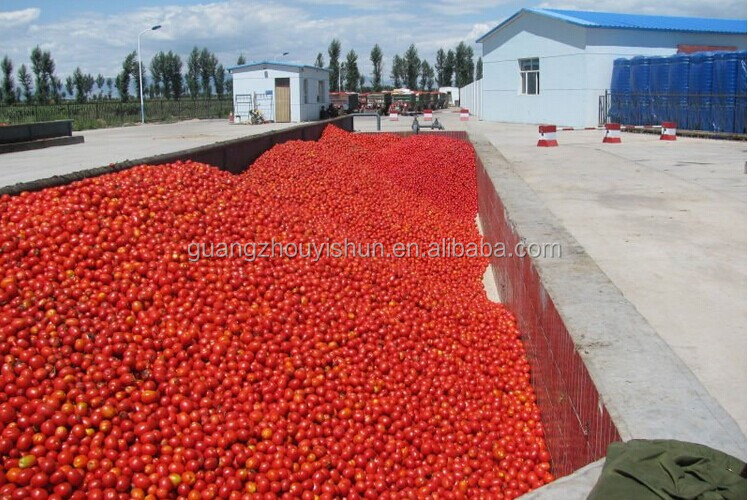 Bulk Tomato Paste in Drum