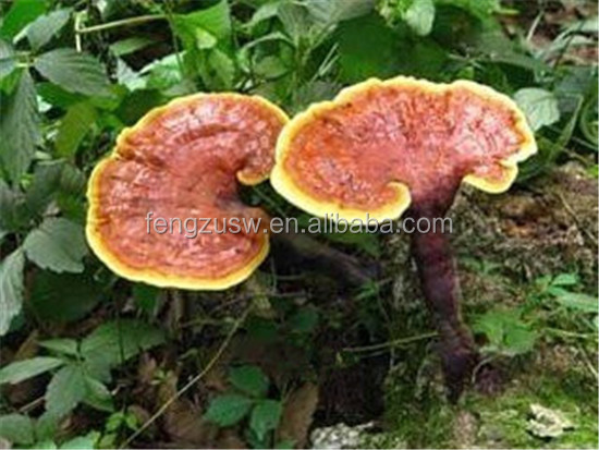 Raw material ganoderma powder
