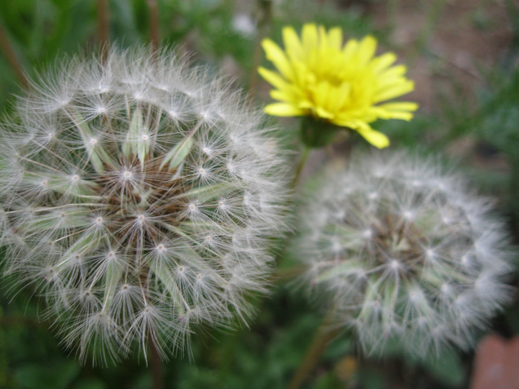 High quality Dandelion Tea / Indian Dandelion Tea / Dandelion Tea, Dried Dandelion Leaves