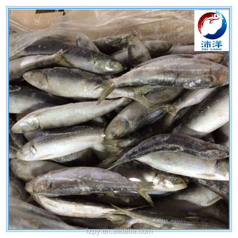 frozen sardine for canning