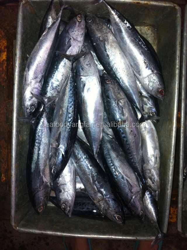 200g up whole round Auxis thazard bullet bonito