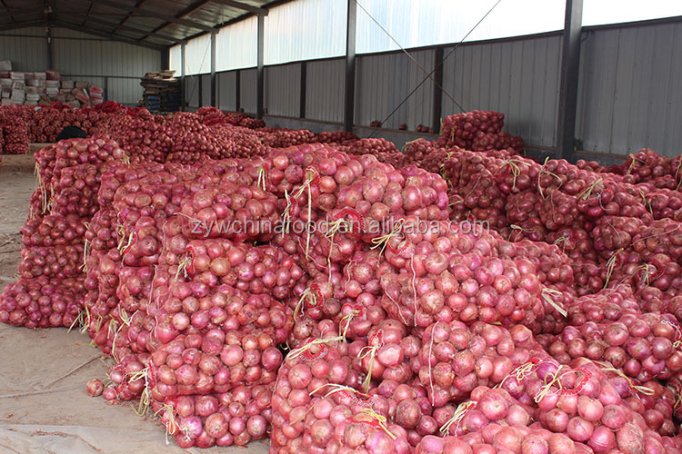 New Crop Prices Fresh Onion Hot Good Exporter