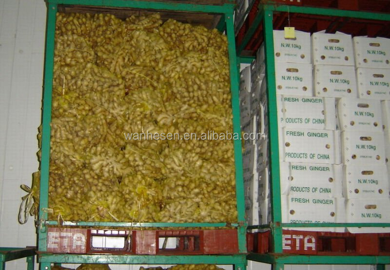 Own Factory Own Plant Ginger Farming 250g-300g