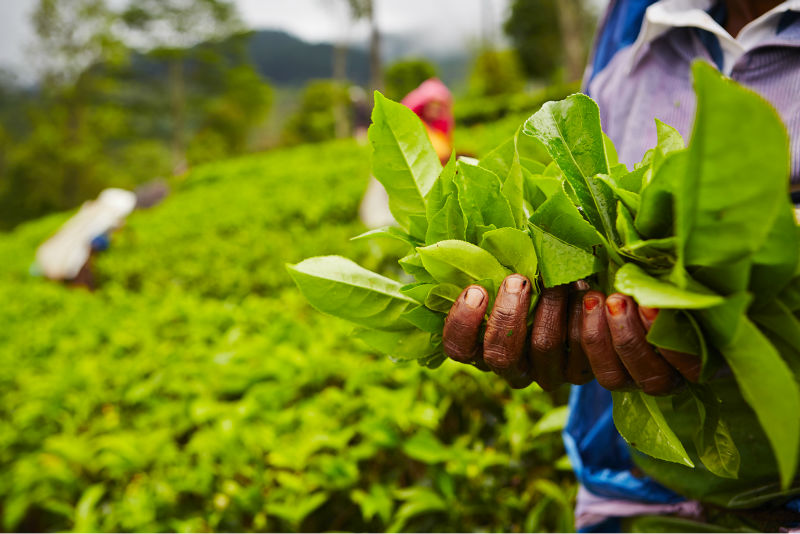 Best quality of raw materials Brazil Cerrado Drip bag coffee,Taiwan