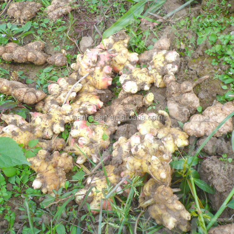 cheap price of fresh ginger in egypt