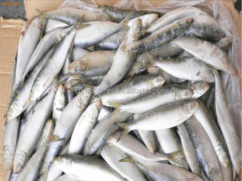 Frozen Small Size Sardine For Canning