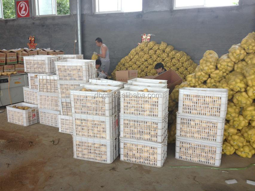 2014 shaanxi new crop fresh potato in bag pack