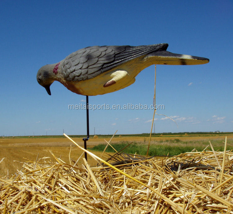 edge_ground_dove_1.jpg